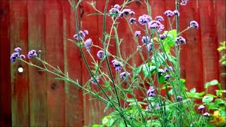 How to Grow Verbena from Last Years Flower Seeds [upl. by Hakaber248]