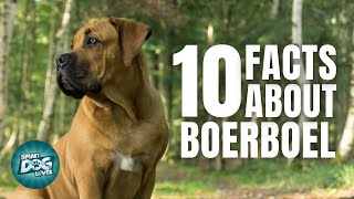 10 Facts About the Boerboel  Dogs 101  Boerboel [upl. by Attenyw]