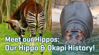 Our Hippo amp Okapi History  Meet Our Hippos Ep 5 [upl. by Adiraf]