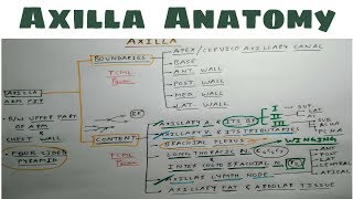 Axilla Anatomy  Part 1  Upper Limb Anatomy [upl. by Dorej879]