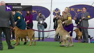 Boerboel  Breed Judging 2019 [upl. by Kyne690]