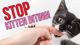 How to STOP Kittens From Biting You 6 Tips [upl. by Dwan]