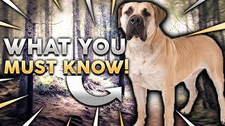 BOERBOEL 101 Everything You Need To Know About Owning A BoerBoel Puppy [upl. by Ardnalahs]