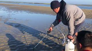 Catching Razor Clams in Barnstable Mass [upl. by Jacques750]