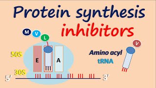 Protein synthesis inhibitors [upl. by Vivianne]