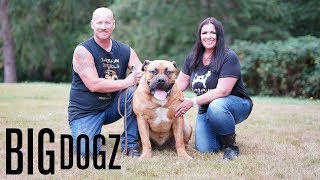 Barbarian Boerboels – The 200lb ‘Dogs Of War’  BIG DOGZ [upl. by Aissak]