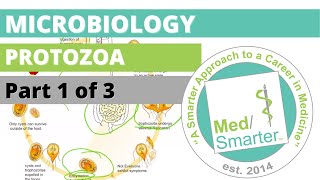 Protozoa  Microbiology  USMLE STEP 1  Part 1 of 3 [upl. by Ybbor]