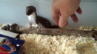 Ozzy the Baby Weasel [upl. by Filler563]