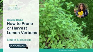 How to Prune or Harvest Lemon Verbena [upl. by Anaytat]