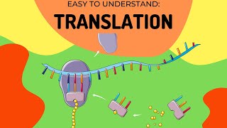 Protein Synthesis Translation [upl. by Anayet740]