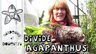 Dividing Agapanthus amp Tips for Flowering Stubborn Ones [upl. by Tlevesor]