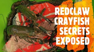 REDCLAW QUEENSLAND SECRETS EXPOSED 4 CATCHING RED CLAW REDCLAW FISHING QUEENSLAND RED CLAW YABBIES [upl. by Coltin498]