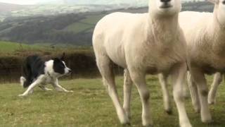 Beautiful Sheepdogs working Border Collies in training [upl. by Coryden]