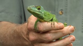 The Phylogenetic Tree of Anole Lizards — HHMI BioInteractive Video [upl. by Ortensia]