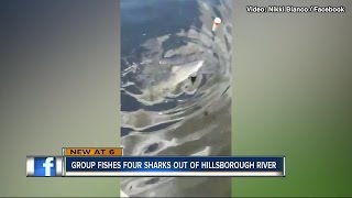 Tampa residents shocked to find bull sharks in Hillsborough River [upl. by Aiciles]