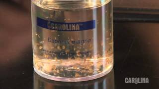 How to Care for Daphnia [upl. by Salomo]