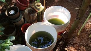 How to grow Green Water Algae [upl. by Arukas]