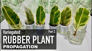 Rubber Plant Ficus Elastica Ficus Tineke Care amp Propagation  Indoor Plants  Part 2 [upl. by Suravart732]