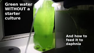 Green Water WITHOUT a Starter Culture  From Scratch  How To [upl. by Nadiya]