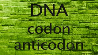 DNA codon or anticodon [upl. by Clava]