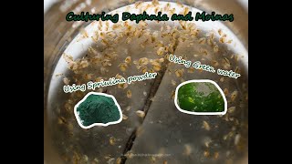 How To Culture Daphnia and Moinas using Green Water Spirulina powder [upl. by Etnwahs]