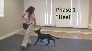 How to Train a Dog to quotHeelquot K91com [upl. by Yerffoj212]