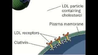 Receptor Mediated Endocytosis  LDL  Low Density Lipoprotein [upl. by Enelrihs]