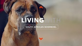 LIVING WITH SOUTH AFRICAN BOERBOEL [upl. by Otreblada922]