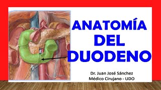 🥇 Anatomía del DUODENO Fácil Rápida y Sencilla [upl. by Gilman]