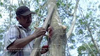 Agridence Rubber Grow Module 3  Rubber plantation management [upl. by Cord]