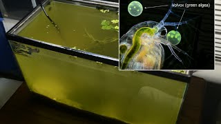 Raising Daphnia for the Freshwater Aquarium [upl. by Nilram518]