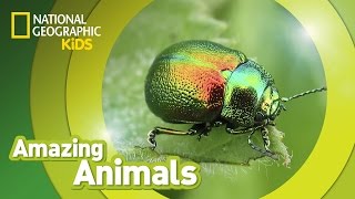 Beetle 🐞  Amazing Animals [upl. by Trelu906]