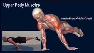 How to Planche Progression Muscle Anatomy Training Program EasyFlexibility [upl. by Anailil]