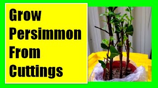 Grow Persimmon Tree From Cuttings Propagating Persimmon Tree From Cuttings [upl. by Esaertal]