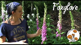 Foxglove Ep 5  Botany with Brit [upl. by Jillayne683]