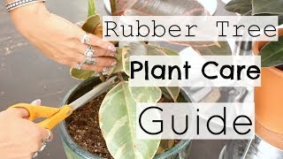 10 Tips to Take Care of A Rubber Plant  How To Care For A Rubber Tree Houseplant [upl. by Yornek]