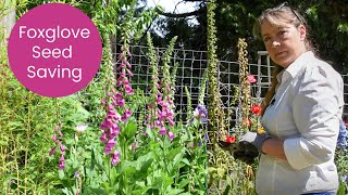 Foxglove flowers Seed Saving and Planting [upl. by Ahserak]