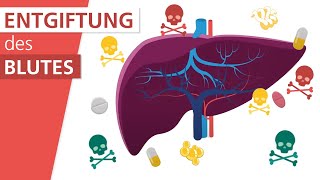 Wie funktioniert die Leber  Stiftung Gesundheitswissen [upl. by Anairotciv]