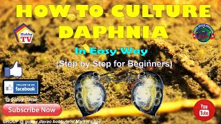 HOW TO CULTURE DAPHNIA In Easy Way [upl. by Asenev]