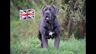 Denali The Highest Appraised Breeding Boerboel in the UK  NOXTERRA BOERBOELS [upl. by Dowski]