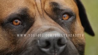 BOERBOEL A MASTIFF DOG BRED TO DO BATTLE WITH AFRICAN LIONS [upl. by Ita237]